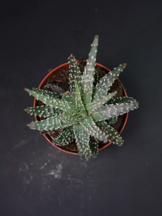 Aloe humilis Aloes ⌀8,5cm