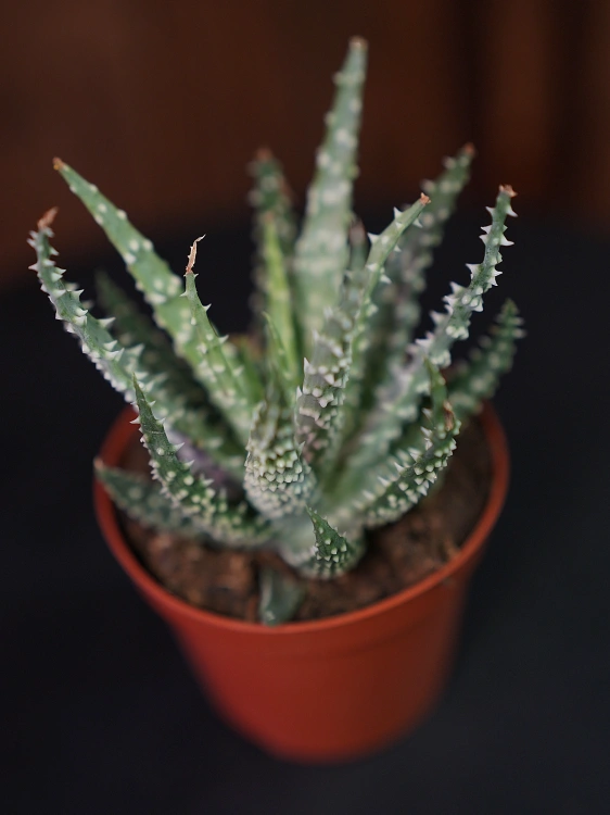 Aloe humilis Aloes ⌀8,5cm