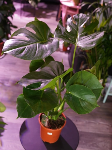 Monstera Deliciosa ⌀17cm