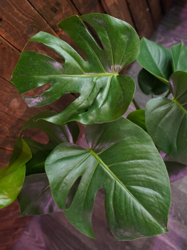 Monstera Deliciosa ⌀17cm