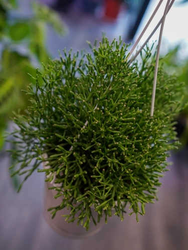 Hatiora bambusoides ⌀13cm