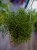 Hatiora bambusoides ⌀13cm