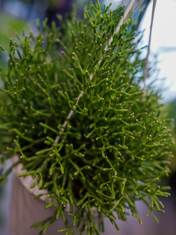Hatiora bambusoides ⌀13cm
