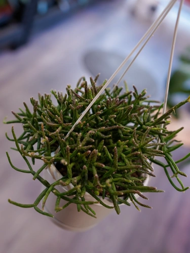 Rhipsalis burchellii ⌀13cm