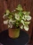 Syngonium 'White Butterfly' Zroślicha ⌀12cm