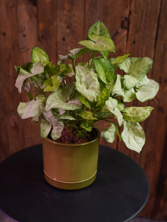 Syngonium 'White Butterfly' Zroślicha ⌀12cm