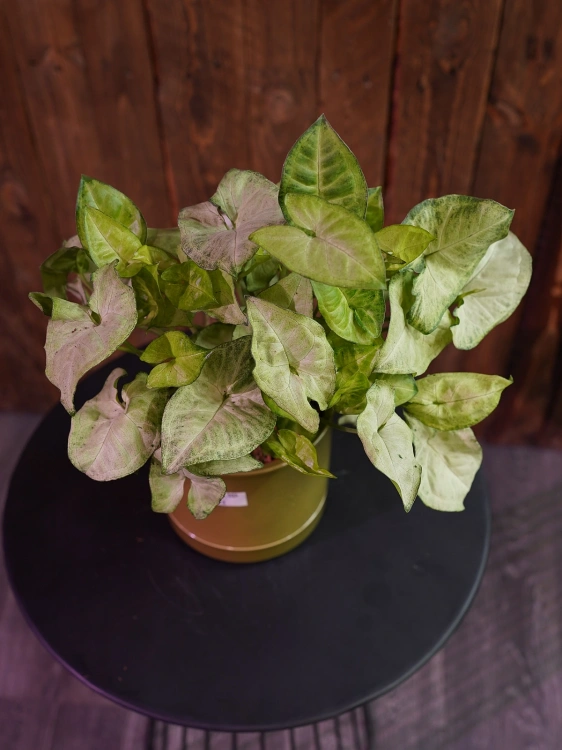 Syngonium 'White Butterfly' Zroślicha ⌀12cm