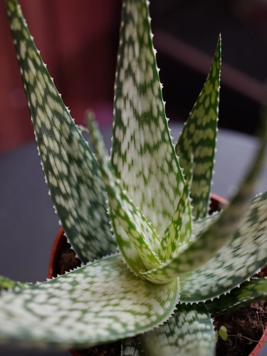 Aloe Bronze Lizard ⌀9cm