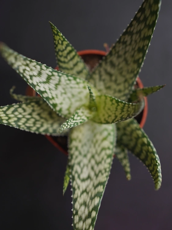 Aloe Bronze Lizard ⌀9cm