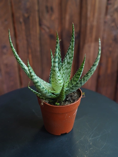 Aloe Bronze Lizard ⌀9cm