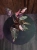 Philodendron Pink Princess ⌀12cm