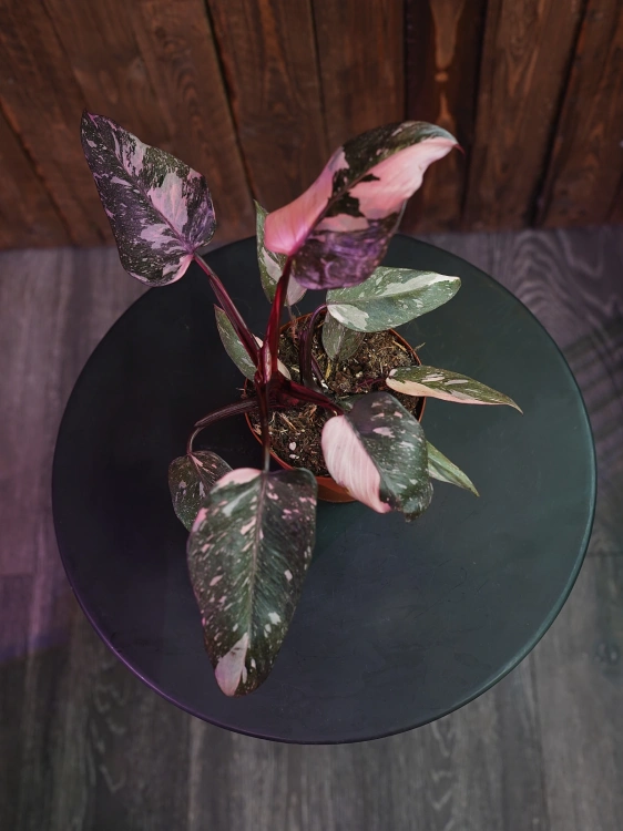 Philodendron Pink Princess ⌀12cm