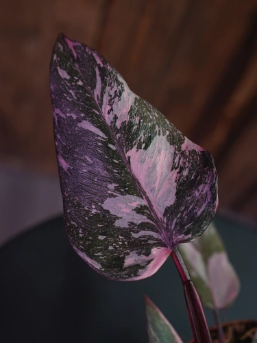 Philodendron Pink Princess ⌀12cm
