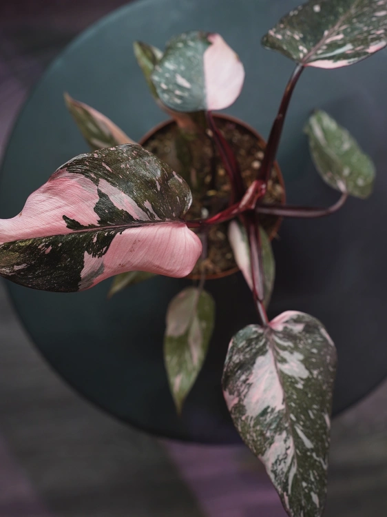 Philodendron Pink Princess ⌀12cm