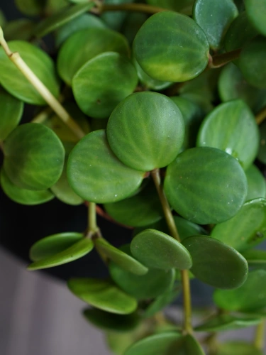 Peperomia tetraphylla 'Hope' ⌀12cm