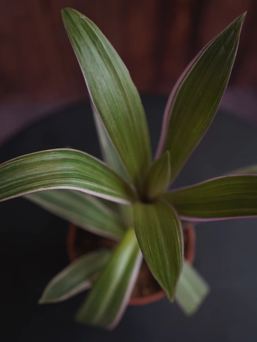 Tradescantia spathacea Sitara Reo meksykańskie ⌀9cm