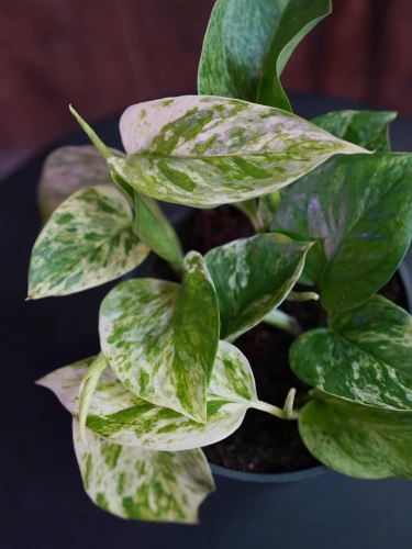 Epipremnum pinnatum 'Marble Queen' ⌀12cm