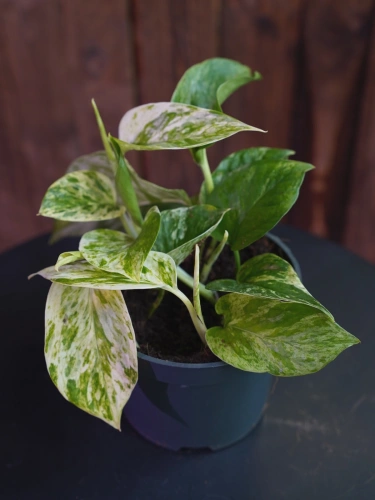 Epipremnum pinnatum 'Marble Queen' ⌀12cm