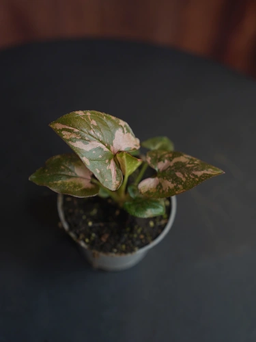 Syngonium Pink Splash ⌀6cm