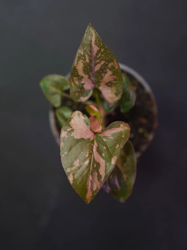 Syngonium Pink Splash ⌀6cm