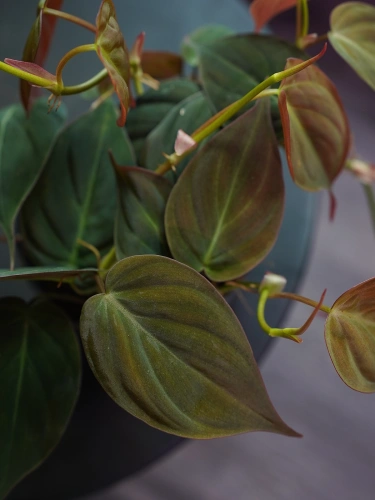 Philodendron scandens 'Micans' ⌀12cm