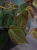 Philodendron scandens 'Micans' ⌀12cm