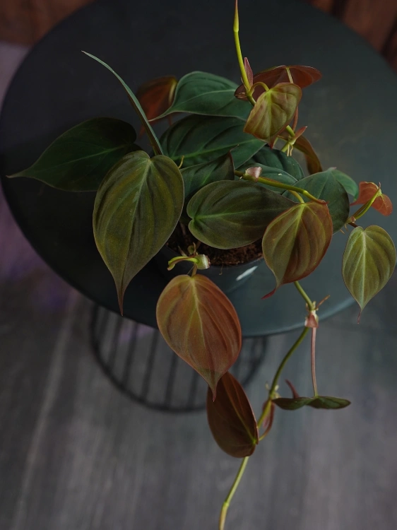 Philodendron scandens 'Micans' ⌀12cm