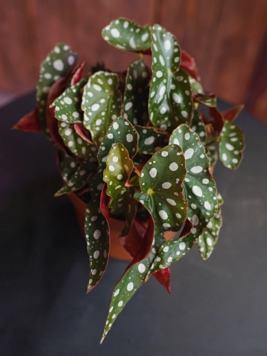 Begonia maculata 'Wightii' ⌀12cm