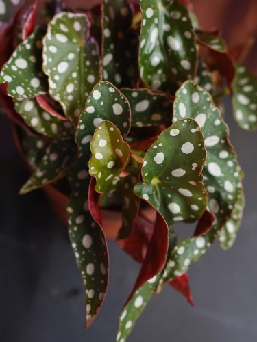 Begonia maculata 'Wightii' ⌀12cm