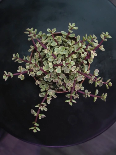 Portulacaria afra variegata ⌀12cm