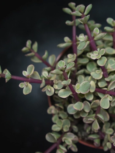 Portulacaria afra variegata ⌀12cm