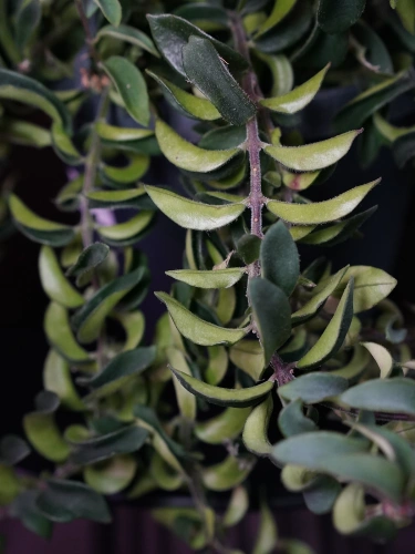 Aeschynanthus japhrolepis 'Twister' ⌀17cm
