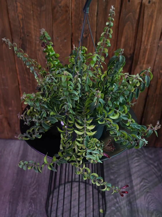 Aeschynanthus japhrolepis 'Twister' ⌀17cm