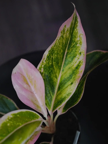 Aglaonema Pink Lipstick ⌀9cm