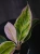 Aglaonema Pink Lipstick ⌀9cm