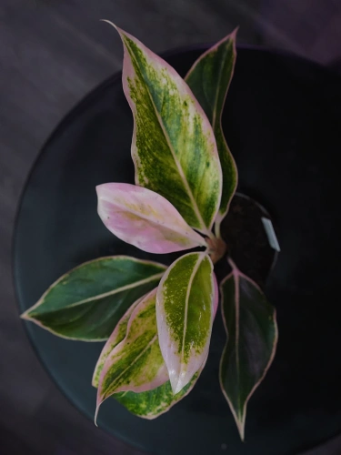 Aglaonema Pink Lipstick ⌀9cm