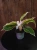 Aglaonema Pink Lipstick ⌀9cm