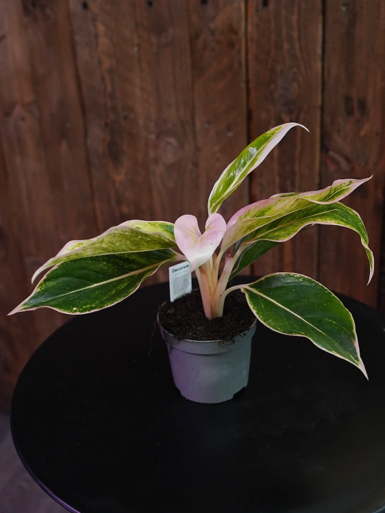 Aglaonema Pink Lipstick ⌀9cm