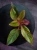 Aglaonema Crete Flame ⌀9cm