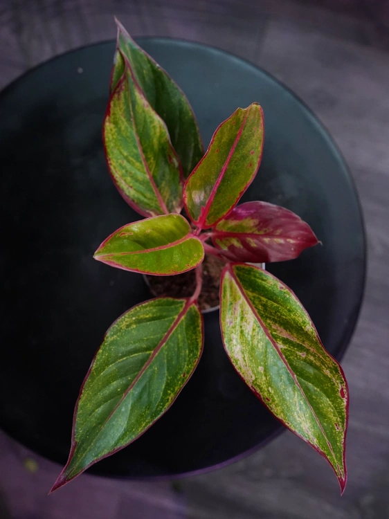 Aglaonema Crete Flame ⌀9cm