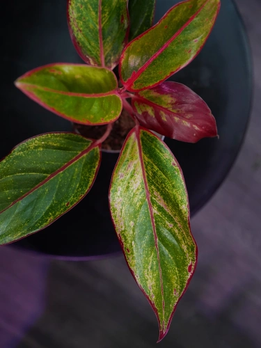 Aglaonema Crete Flame ⌀9cm