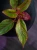 Aglaonema Crete Flame ⌀9cm