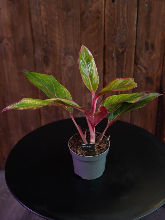 Aglaonema Crete Flame ⌀9cm
