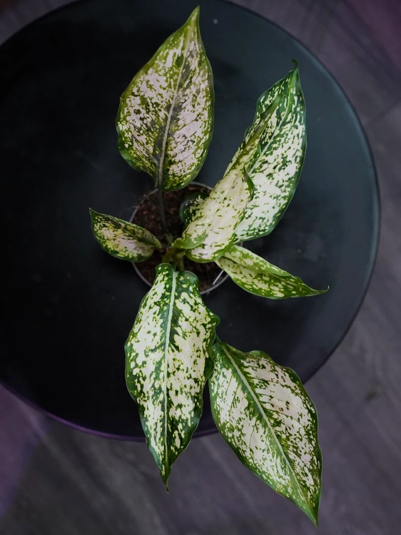 Aglaonema Snow White ⌀9cm