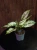 Aglaonema Snow White ⌀9cm