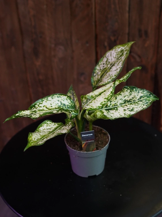 Aglaonema Snow White ⌀9cm