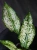 Aglaonema Snow White ⌀9cm