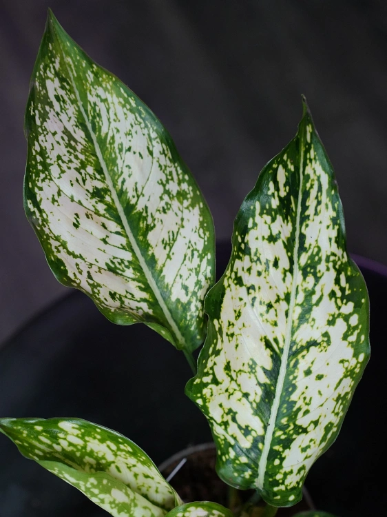 Aglaonema Snow White ⌀9cm