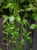 Hoya puber ⌀14cm