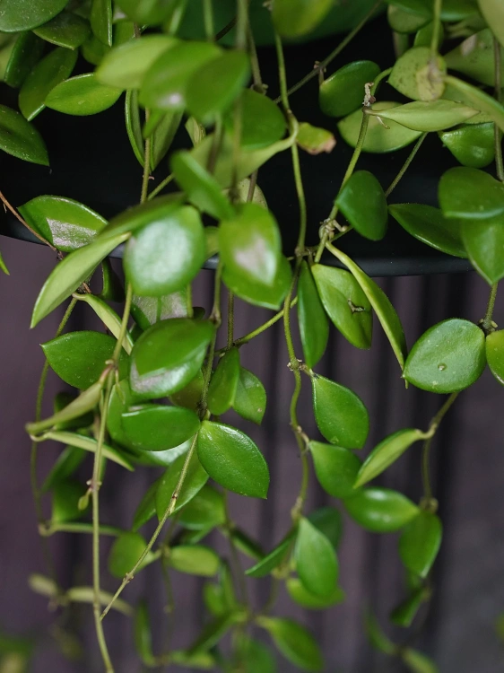 Hoya puber ⌀14cm